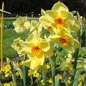 Narcissus tazetta 'Scarlet Gem' PB 7